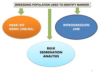 BREESDING POPULATION USED TO IDENTIFY MARKER
NEAR ISO
GENIC LINE(NIL)
INTROGRESSION
LINE
BULK
SEGREGATION
ANALYSIS
11
 