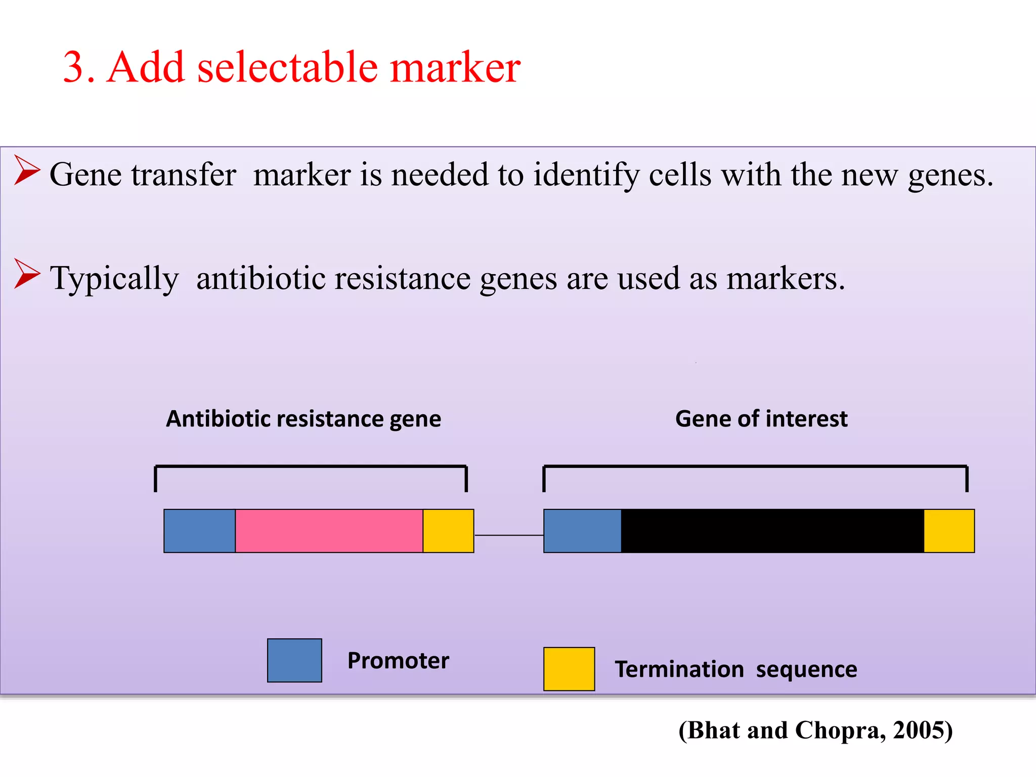 GENETIC ENGENEERING IN AGRICULTURE | PPTX