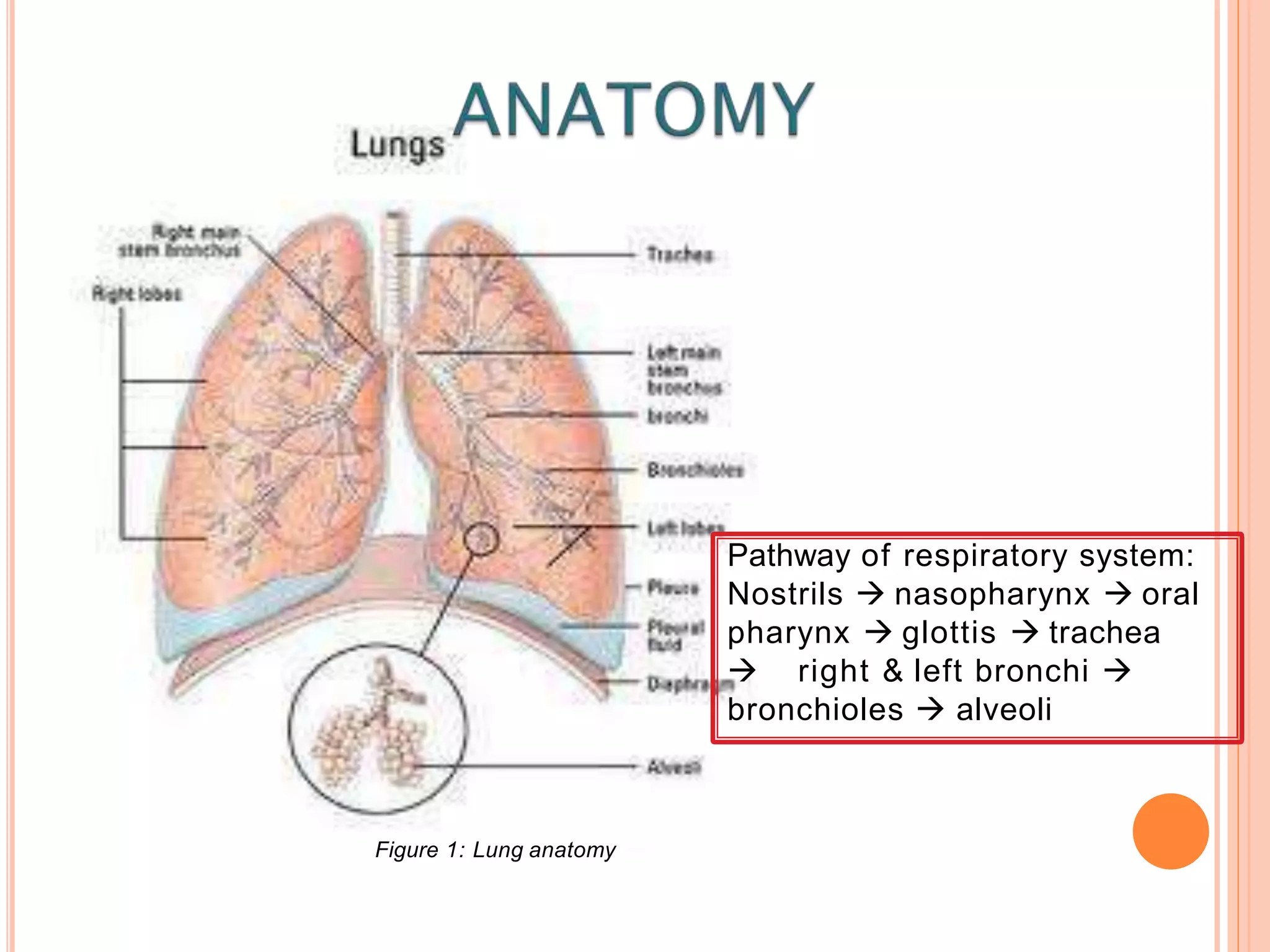Figure 1: Lung anatomy
Pathway of respiratory system:
Nostrils  nasopharynx  oral
pharynx  glottis  trachea
 right & left bronchi 
bronchioles  alveoli
 