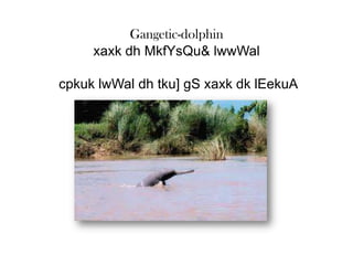 Gangetic-dolphin
     xaxk dh MkfYsQu& lwwWal

cpkuk lwWal dh tku] gS xaxk dk lEekuA
 