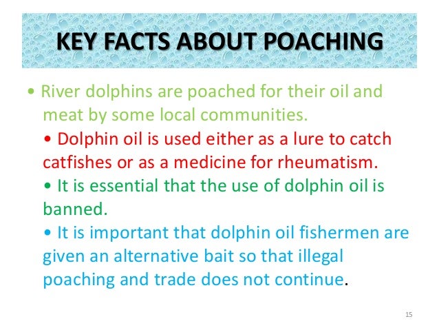Fun Facts About Rhinos For Kids Fun Facts About Rhinos For Kids