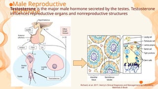 Testosterone Reproductive System Laboratory Test for Reproductive Hormones.pptx