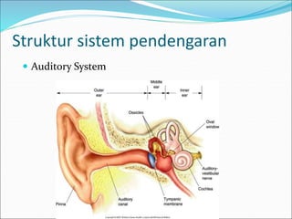 Struktur sistem pendengaran
 Auditory System
 