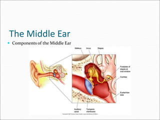  Components of the Middle Ear
The Middle Ear
 