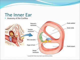 The Inner Ear
 Anatomy of the Cochlea
 