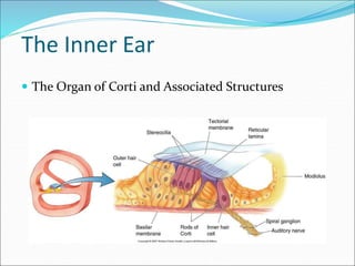 The Organ of Corti and Associated Structures
The Inner Ear
 