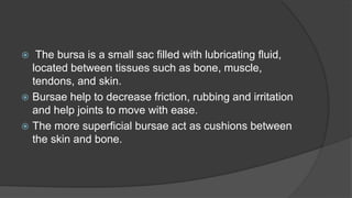  The bursa is a small sac filled with lubricating fluid,
located between tissues such as bone, muscle,
tendons, and skin.
 Bursae help to decrease friction, rubbing and irritation
and help joints to move with ease.
 The more superficial bursae act as cushions between
the skin and bone.
 