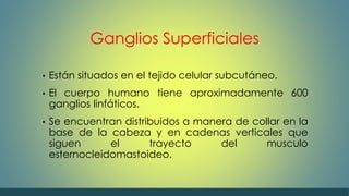 Ganglios Superficiales 
• Están situados en el tejido celular subcutáneo. 
• El cuerpo humano tiene aproximadamente 600 
ganglios linfáticos. 
• Se encuentran distribuidos a manera de collar en la 
base de la cabeza y en cadenas verticales que 
siguen el trayecto del musculo 
esternocleidomastoideo. 
 