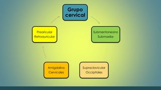 Grupo 
cervical 
Submentoneano 
Submaxilar 
Supraclavicular 
Occipitales 
Prearicular 
Retroauricular 
Amigdalino 
Cervicales 
 