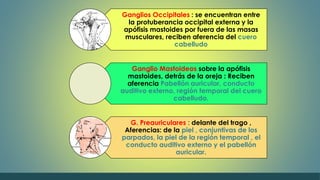 Ganglios Occipitales : se encuentran entre 
la protuberancia occipital externa y la 
apófisis mastoides por fuera de las masas 
musculares, reciben aferencia del cuero 
cabelludo 
Ganglio Mastoideos sobre la apófisis 
mastoides, detrás de la oreja : Reciben 
aferencia Pabellón auricular, conducto 
auditivo externo, región temporal del cuero 
cabelludo. 
G. Preauriculares : delante del trago , 
Aferencias: de la piel , conjuntivas de los 
parpados, la piel de la región temporal , el 
conducto auditivo externo y el pabellón 
auricular. 
 