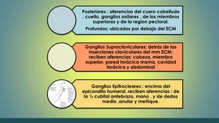 Posteriores : aferencias del cuero cabelludo 
, cuello, ganglios axilares , de los miembros 
superiores y de la region pectoral. 
Profundos: ubicados por debajo del ECM 
Ganglios Supraclaviculares: detrás de las 
inserciones claviculares del mm ECM; 
reciben aferencias: cabeza, miembro 
superior, pared torácica mama, cavidad 
torácica y abdominal 
Ganglios Epitrocleares : encima del 
epicondilo humeral, reciben aferencias : de 
la ½ cubital antebrazo, mano , y de dedos 
medio ,anular y meñique. 
 