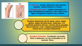 G. Axilares: reciben aferencias del miembro 
superior , pared torácica, y mama. 
Ganglios Inguinales: cadena horizontal a lo 
largo del ligamento inguinal y otra vertical que 
sigue el segmento superior de la safena. 
Reciben aferencias mb inf, pene, vulva, región 
glútea, región terminal anal,. Testículos y el 
contenido pelviano drenan, a través de los ganglios 
iliacos internos, a las cadenas periaórticas en el 
interior de la cavidad abdominal. 
Ganglios Profundos : Cavidades viscerales, 
tórax y abdomen, no son evaluables en el 
examen físico. 
 