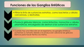 Funciones de los Ganglios linfáticos 
• Filtrar la linfa de sustancias extrañas, como bacterias y células 
cancerosas, y destruirlas. 
• Producir glóbulos blancos, como linfocitos, monocitos y células 
plasmáticas, encargados de destruir a las sustancias extrañas. 
• Cuando hay una infección en el organismo, los ganglios linfáticos 
aumentan su tamaño debido a la producción adicional de glóbulos 
blancos para hacer frente a la misma. 
 