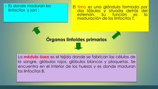 • Es donde maduran los 
linfocitos y son : 
El timo es una glándula formada por 
dos lóbulos y situada detrás del 
esternón. Su función es la 
maduración de los linfocitos T. 
Órganos linfoides primarios 
La médula ósea es el tejido donde se fabrican las células de 
la sangre, glóbulos rojos, glóbulos blancos y plaquetas. Se 
encuentra en el interior de los huesos y es donde maduran 
los linfocitos B. 
 