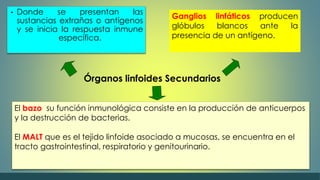 • Donde se presentan las 
sustancias extrañas o antígenos 
y se inicia la respuesta inmune 
específica. 
Ganglios linfáticos producen 
glóbulos blancos ante la 
presencia de un antígeno. 
Órganos linfoides Secundarios 
El bazo su función inmunológica consiste en la producción de anticuerpos 
y la destrucción de bacterias. 
El MALT que es el tejido linfoide asociado a mucosas, se encuentra en el 
tracto gastrointestinal, respiratorio y genitourinario. 
 