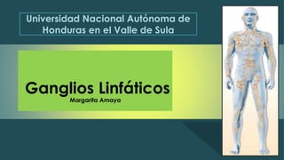 Universidad Nacional Autónoma de 
Honduras en el Valle de Sula 
Ganglios Linfáticos 
Margarita Amaya 
 
