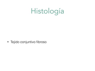 Histología
• Tejido conjuntivo fibroso
