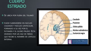 CUERPO
ESTRIADO
 SE UBICA POR FUERA DEL TÁLAMO
 PUEDE SUBDIVIDIRSE EN NÚCLEO
CAUDADO Y NÚCLEO LENTICULAR,
FORMADO A SU VEZ POR EL
PUTAMEN Y EL GLOBO PÁLIDO. ESTA
DIVIDIDO POR UN HAZ DE FIBRAS
QUE RECIBE EL NOMBRE DE CÁPSULA
INTERNA.
 