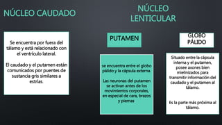 NÚCLEO CAUDADO
NÚCLEO
LENTICULAR
Se encuentra por fuera del
tálamo y está relacionado con
el ventrículo lateral.
El caudado y el putamen están
comunicados por puentes de
sustancia gris similares a
estrías.
PUTAMEN GLOBO
PÁLIDO
se encuentra entre el globo
pálido y la cápsula externa.
Las neuronas del putamen
se activan antes de los
movimientos corporales,
en especial de cara, brazos
y piernas.
Situado entre la cápsula
interna y el putamen,
posee axones bien
mielinizados para
transmitir información del
caudado y el putamen al
tálamo.
Es la parte más próxima al
tálamo.
 