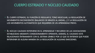 CUERPO ESTRIADO Y NÚCLEO CAUDADO
• EL CUERPO ESTRIADO, SU FUNCIÓN ES REGULAR EL TONO MUSCULAR, LA REGULACIÓN DE
MOVIMIENTOS INCONSCIENTES (BALANCEO DE BRAZOS AL ANDAR,…) Y LA REGULACIÓN DE
LOS MOVIMIENTOS AUTOMÁTICOS QUE REQUIEREN DE UN APRENDIZAJE PREVO.
• EL NÚCLEO CAUDADO INTERVIENE EN EL APRENDIZAJE Y RECUERDO DE LAS ASOCIACIONES
ESTABLECIDAS MEDIANTE CONDICIONAMIENTO OPERANTE, ADEMÁS, EL CAUDADO ESTÁ
RELACIONADO ÍNTIMAMENTE CON EL SISTEMA LÍMBICO POR LO QUE SE ENTIENDE QUE PUEDE
INTERVENIR DE ALGUNA MANERA EN LA REGULACIÓN DE ALGUNAS EMOCIONES.
 