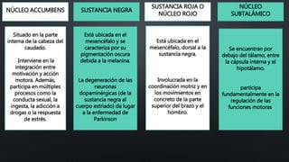 NÚCLEO ACCUMBENS SUSTANCIA NEGRA
SUSTANCIA ROJA O
NÚCLEO ROJO
NÚCLEO
SUBTALÁMICO
Situado en la parte
interna de la cabeza del
caudado.
Interviene en la
integración entre
motivación y acción
motora. Además,
participa en múltiples
procesos como la
conducta sexual, la
ingesta, la adicción a
drogas o la respuesta
de estrés.
Está ubicada en el
mesencéfalo y se
caracteriza por su
pigmentación oscura
debida a la melanina.
La degeneración de las
neuronas
dopaminérgicas (de la
sustancia negra al
cuerpo estriado) da lugar
a la enfermedad de
Parkinson
Se encuentran por
debajo del tálamo, entre
la cápsula interna y el
hipotálamo.
participa
fundamentalmente en la
regulación de las
funciones motoras.
Está ubicada en el
mesencéfalo, dorsal a la
sustancia negra.
Involucrada en la
coordinación motriz y en
los movimientos en
concreto de la parte
superior del brazo y el
hombro.
 