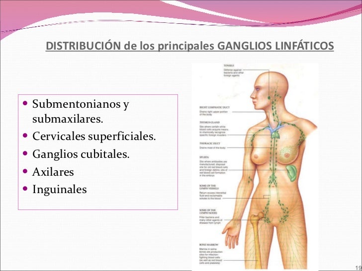 Que frutas son para aumentar el miembro