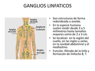 GANGLIOS LINFATICOS
• Son estructuras de forma
redondeada u ovoide.
• En la especie humana
suelen medir desde 3 a 5
milímetros hasta tamaños
mayores como de 2 a 3 cm.
• Se localizan en la región del
cuello, en las ingles y axilas,
en la cavidad abdominal y el
mediastino.
• Función :filtrado de la linfa y
formación de linfocito B, T.
 