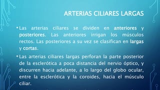 ARTERIAS CILIARES LARGAS
• Las arterias ciliares se dividen en anteriores y
posteriores. Las anteriores irrigan los músculos
rectos. Las posteriores a su vez se clasifican en largas
y cortas.
• Las arterias ciliares largas perforan la parte posterior
de la esclerótica a poca distancia del nervio óptico, y
discurren hacia adelante, a lo largo del globo ocular,
entre la esclerótica y la coroides, hacia el músculo
ciliar.
 