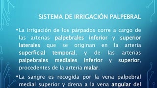 SISTEMA DE IRRIGACIÓN PALPEBRAL
•La irrigación de los párpados corre a cargo de
las arterias palpebrales inferior y superior
laterales que se originan en la arteria
superficial temporal, y de las arterias
palpebrales mediales inferior y superior,
procedentes de la arteria malar.
•La sangre es recogida por la vena palpebral
medial superior y drena a la vena angular del
 