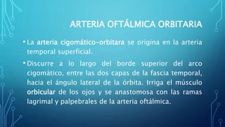 ARTERIA OFTÁLMICA ORBITARIA
• La arteria cigomático-orbitara se origina en la arteria
temporal superficial.
• Discurre a lo largo del borde superior del arco
cigomático, entre las dos capas de la fascia temporal,
hacia el ángulo lateral de la órbita. Irriga el músculo
orbicular de los ojos y se anastomosa con las ramas
lagrimal y palpebrales de la arteria oftálmica.
 