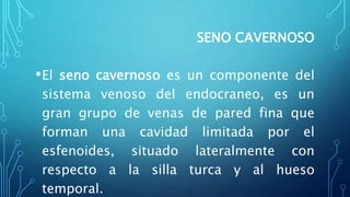 SENO CAVERNOSO
•El seno cavernoso es un componente del
sistema venoso del endocraneo, es un
gran grupo de venas de pared fina que
forman una cavidad limitada por el
esfenoides, situado lateralmente con
respecto a la silla turca y al hueso
temporal.
 