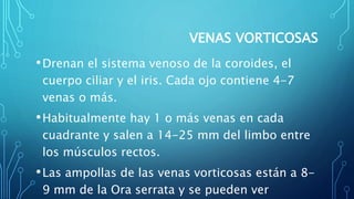 VENAS VORTICOSAS
•Drenan el sistema venoso de la coroides, el
cuerpo ciliar y el iris. Cada ojo contiene 4-7
venas o más.
•Habitualmente hay 1 o más venas en cada
cuadrante y salen a 14-25 mm del limbo entre
los músculos rectos.
•Las ampollas de las venas vorticosas están a 8-
9 mm de la Ora serrata y se pueden ver
 