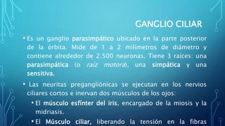 GANGLIO CILIAR
• Es un ganglio parasimpático ubicado en la parte posterior
de la órbita. Mide de 1 a 2 milímetros de diámetro y
contiene alrededor de 2.500 neuronas. Tiene 3 raíces: una
parasimpática (o raíz motora), una simpática y una
sensitiva.
• Las neuritas pregangliónicas se ejecutan en los nervios
ciliares cortos e inervan dos músculos de los ojos:
• El músculo esfínter del iris, encargado de la miosis y la
midriasis.
• El Músculo ciliar, liberando la tensión en la fibras
 