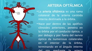 ARTERIA OFTÁLMICA
• La arteria oftálmica es una rama
colateral de la arteria carótida
interna destinada a la órbita.
• Nace por dentro de las apófisis
clinoides anteriores, penetra en
la órbita por el conducto óptico, y
por debajo y por fuera del nervio
óptico da numerosas colaterales
en el interior de la órbita,
terminando en el ángulo interno
 