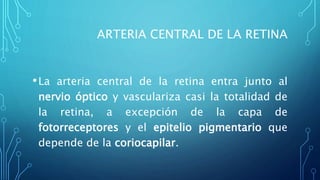 ARTERIA CENTRAL DE LA RETINA
•La arteria central de la retina entra junto al
nervio óptico y vasculariza casi la totalidad de
la retina, a excepción de la capa de
fotorreceptores y el epitelio pigmentario que
depende de la coriocapilar.
 