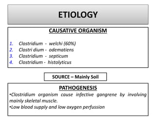 ETIOLOGY
CAUSATIVE ORGANISM
1. Clostridium - welchi (60%)
2. Clostri dium - odematiens
3. Clostridium - septicum
4. Clostridium - histolyticus
SOURCE – Mainly Soil
PATHOGENESIS
•Clostridium organism cause infective gangrene by involving
mainly skeletal muscle.
•Low blood supply and low oxygen perfussion
 