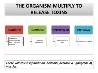 THE ORGANISM MULTIPLY TO
RELEASE TOXINS
NASELECITHI
Haemolytic ,
membranolytic
and necrotic –
myositis.
HAEMOLYSIN
Extensive
haemolysis
HYALURONIDASE
Rapid spread of
gas
PROTEINASE
Breaking protiens
These will cause inflamation ,oedema ,necrosis & gangrene of
muscles.
 