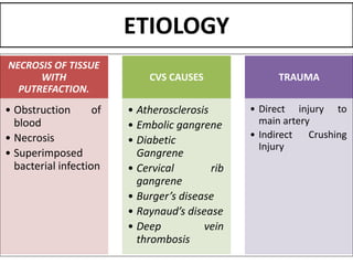 ETIOLOGY
NECROSIS OF TISSUE
WITH
PUTREFACTION.
• Obstruction of
blood
• Necrosis
• Superimposed
bacterial infection
CVS CAUSES
• Atherosclerosis
• Embolic gangrene
• Diabetic
Gangrene
• Cervical rib
gangrene
• Burger’s disease
• Raynaud’s disease
• Deep vein
thrombosis
TRAUMA
• Direct injury to
main artery
• Indirect Crushing
Injury
 
