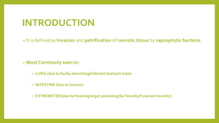 INTRODUCTION
• It is defined as Invasion and petrification of necrotic tissue by saprophytic bacteria.
• Most Commonly seen in:
• LUNG (due to faulty drenching/infected stomach tube)
• INTESTINE (due to torsion)
• EXTREMETIES(due to freezing/ergot poisoning/Se Toxicity/Fusarium toxicity)
 