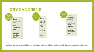 DRY GANGRENE
Blood
content is
less
Fluid
content is
less
Necrosis
develops
slowly
Occur
in
tissue Legs
Hoof
Tail
Beak
Ear
Common
in
Fungus
(calviceps
purpuria)
Seleniferous
Plants
Feeding
Consistent
pressure on
skin
Causes
Moisture and temperature of the necrosed area are limiting factor for the growth & spread of putrefying bacteria.
 
