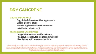 DRY GANGRENE
GROSS APPEARANCE
Dry, shriveled & mummified appearance
Colour green to black
Zone of hyperemia and inflammation
putrid odour due to H2S
MICROSCOPIC APPEARANCE
Coagulative necrosis in affected area
Phagocytic leukocytes are predominant cell
pink stained with numerous bacteria
GIT is mostly involved, because intestinal wall gets necrosed easily by putrefactive bacteria and thereby rupture
occurs, and finally fecal content discharged in to peritoneal cavity and microorganisms spread rapidly into viscera.
Finally septicemia , toxemia shock & death occurs.
 
