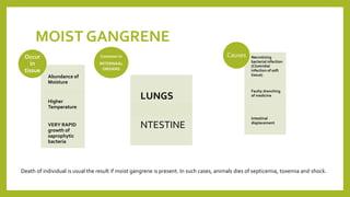 MOIST GANGRENE
Abundance of
Moisture
Higher
Temperature
VERY RAPID
growth of
saprophytic
bacteria
Occur
in
tissue
LUNGS
NTESTINE
Common in
INTERNAAL
ORGANS
Necrotizing
bacterial infection
(Clostridial
infection of soft
tissue)
Faulty drenching
of medicine
Intestinal
displacement
Causes
Death of individual is usual the result if moist gangrene is present. In such cases, animals dies of septicemia, toxemia and shock.
 