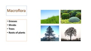Soil Biota and Organic Residue Decomposition Methods | PPTX
