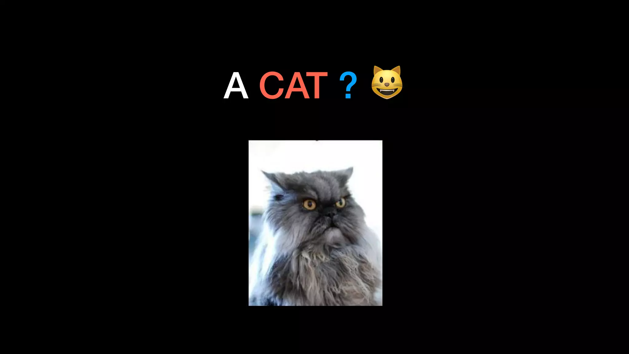 A CAT ? 😺
 