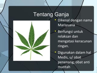 Tentang Ganja
       
           Dikenal dengan nama
           Mariyuana
       
           Berfungsi untuk
           relaksan dan
           mengatasi keracunan
           ringan.
       
           Digunakan dalam hal
           Medis, u/ obat
           penenang, obat anti
           muntah
 