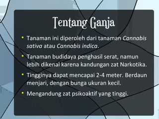 Tentang Ganja

    Tanaman ini diperoleh dari tanaman Cannabis
    sativa atau Cannabis indica.

    Tanaman budidaya penghasil serat, namun
    lebih dikenal karena kandungan zat Narkotika.

    Tingginya dapat mencapai 2-4 meter. Berdaun
    menjari, dengan bunga ukuran kecil.

    Mengandung zat psikoaktif yang tinggi.
 