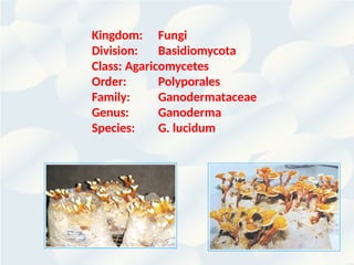 Kingdom: Fungi
Division: Basidiomycota
Class: Agaricomycetes
Order: Polyporales
Family: Ganodermataceae
Genus: Ganoderma
Species: G. lucidum
 