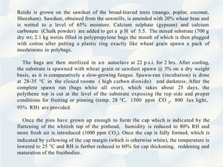 Reishi is grown on the sawdust of the broad-leaved trees (mango, poplar, coconut,
Sheesham). Sawdust, obtained from the sawmills, is amended with 20% wheat bran and
is wetted to a level of 65% moisture. Calcium sulphate (gypsum) and calcium
carbonate (Chalk powder) are added to get a p H of 5.5. The mixed substrate (700 g
dry wt; 2.1 kg wet)is filled in polypropylene bags the mouth of which is then plugged
with cotton after putting a plastic ring exactly like wheat grain spawn a pack of
mushrooms in polybags.
The bags are then sterilized in a n autoclave at 22 p.s.i. for 2 hrs. After cooling,
the substrate is spawned with wheat grain or sawdust spawn @ 3% on a dry weight
basis, as it is comparatively a slow-growing fungus. Spawn-run (incubation) is done
at 28-35 °C in the closed rooms ( high carbon dioxide) and darkness. After the
complete spawn run (bags white all over), which takes about 25 days, the
polythene top is cut at the level of the substrate exposing the top side and proper
conditions for fruiting or pinning (temp. 28 °C, 1500 ppm CO 2
, 800 lux light,
95% RH) are provided.
Once the pins have grown up enough to form the cap which is indicated by the
flattening of the whitish top of the pinhead, humidity is reduced to 80% RH and
more fresh air is introduced (1000 ppm CO2
). Once the cap is fully formed, which is
indicated by yellowing of the cap margin (which is otherwise white), the temperature is
lowered to 25 °C and RH is further reduced to 60% for cap thickening, reddening and
maturation of the fruitbodies.
 