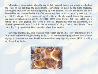Full maturity is indicated, when the cap is fully reddish brown and spores are shed on
the top of the cap (see the photograph). Harvesting is done by the tight plucking,
holding the root with one hand and pulling up with another; scissors and knives can also
be used but no residual bud is left after harvesting. One cycle of th e g rowi n g tak
es 10- 15 d a ys. Aft e r h arves t i ng th e fi r s t flu s h, con di t ion s for pinning
are again switched on (i.e. 28 °C, 95%RH, 1500 ppm CO 2, 800 lux light) for s
taring an d com pleting the secon d flu s h. Depending upon the conditions, 2-3
flushes appear and a total 25% B.E. can be achieved (250 g f r es h mu s hroom f rom
on e kg d r y substrate). One crop takes about four months.
Harvested mushrooms, after washing with water, are dried at low temperature (<50
°C) in the cabinet driers, preferably at 35 °C in the dehumidifying cabinet drier. Freeze
drying is, however, the best. Reishi mushroom has very high dry matter (45% i.e. 450 g
dry from 1 kg fresh).
 
