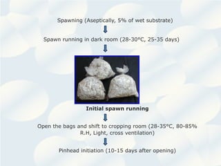 Spawning (Aseptically, 5% of wet substrate)
Spawn running in dark room (28-30°C, 25-35 days)
Initial spawn running
Open the bags and shift to cropping room (28-35°C, 80-85%
R.H, Light, cross ventilation)
Pinhead initiation (10-15 days after opening)
 
